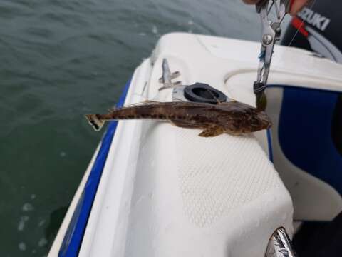 Image of Bass flathead