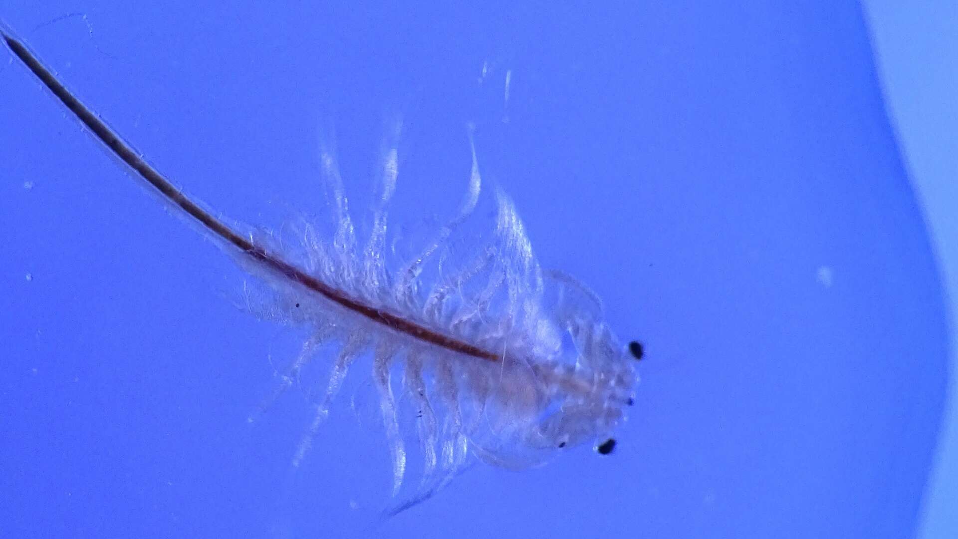 Image of Mono Lake Brine Shrimp