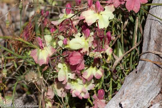 Image of Yellow Leschenaultia