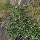 Image of Osteospermum moniliferum subsp. canescens (DC.) J. C. Manning & Goldblatt
