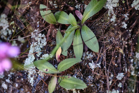 Image of Disa glandulosa Burch. ex Lindl.