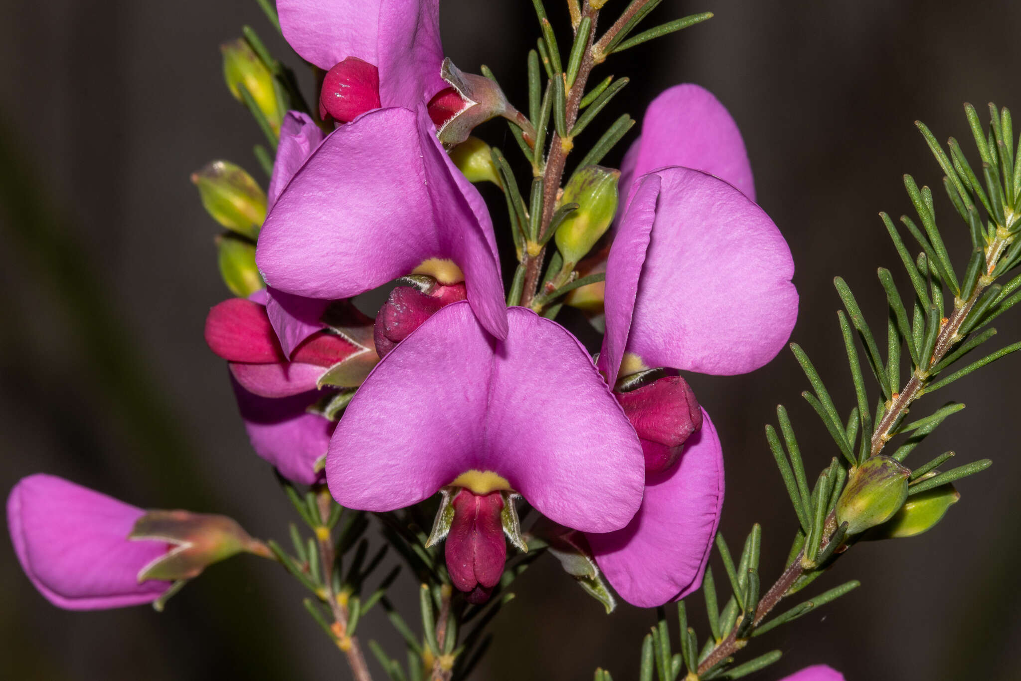 Слика од Gompholobium scabrum Sm.