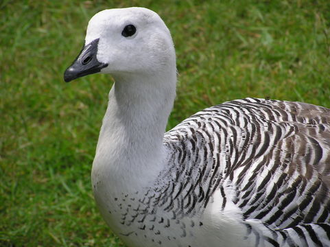 Image of Upland Goose