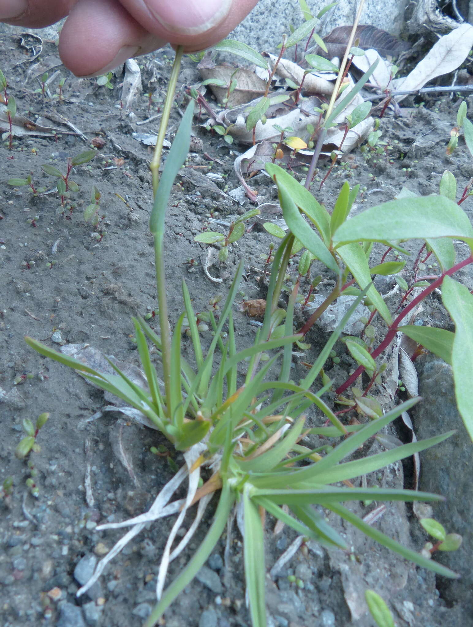 Image of alpine bluegrass