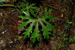 Pippenalia delphinifolia (Rydb.) Mc Vaugh resmi