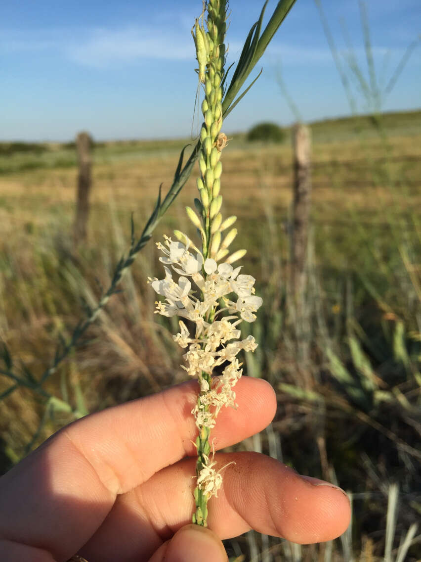 Image of false gaura