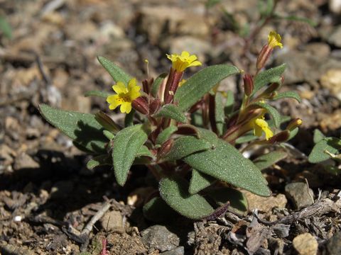Image of <i>Erythranthe suksdorfii</i>