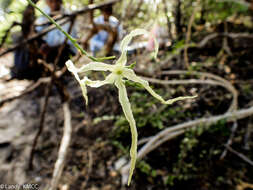 Image of Trochomeriopsis diversifolia Cogn.