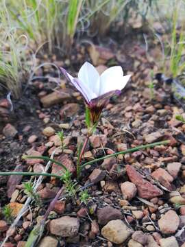 Image of Romulea atrandra var. atrandra