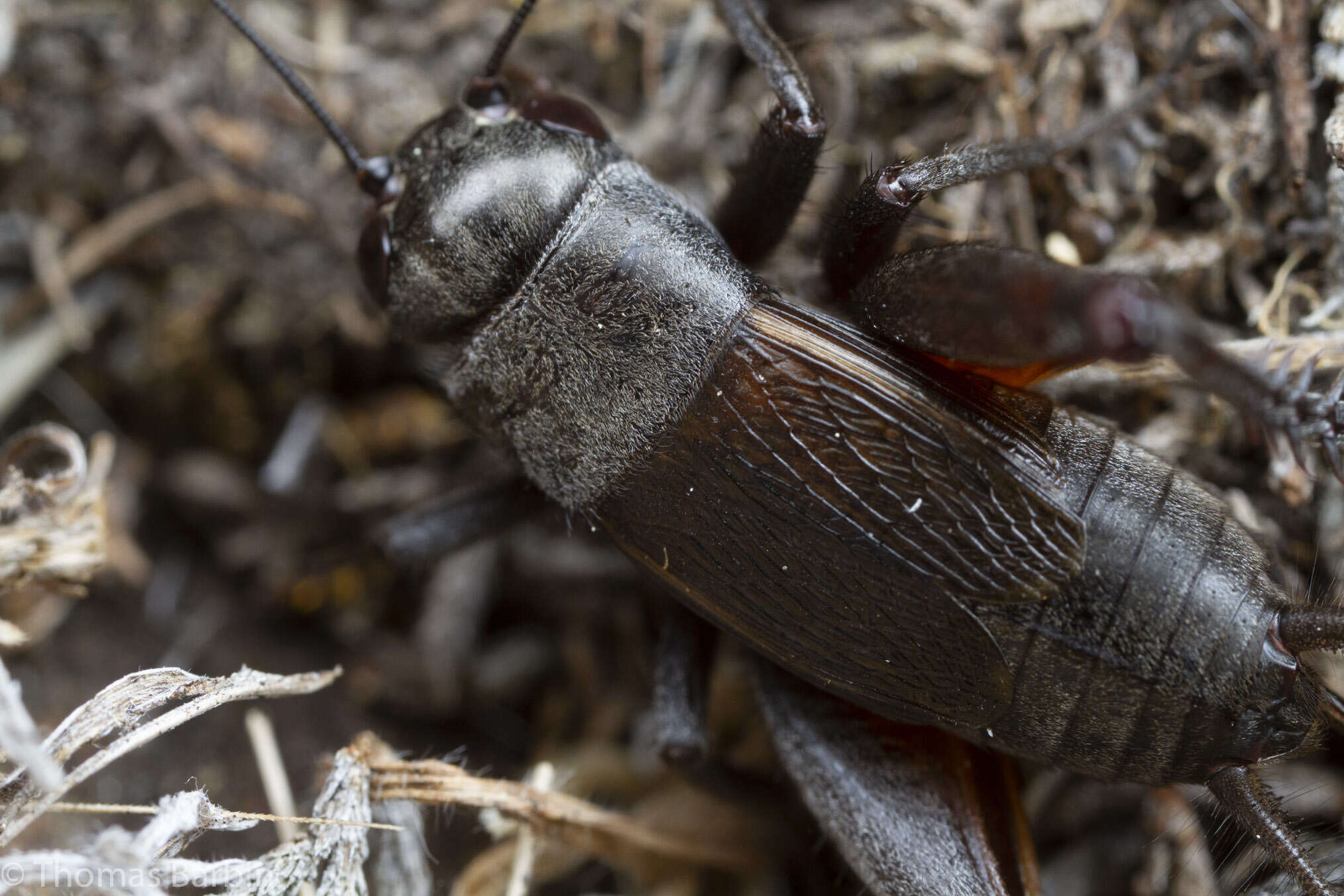 Image of Gryllus (Gryllus) saxatilis Weissman & Gray 2019