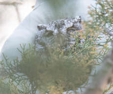 Image of Whiskered Screech Owl