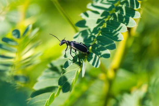 Image of Margined Blister Beetle