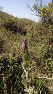 Image of French lavender