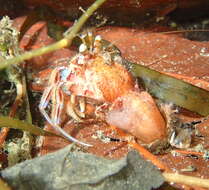 Image of armed hermit crab