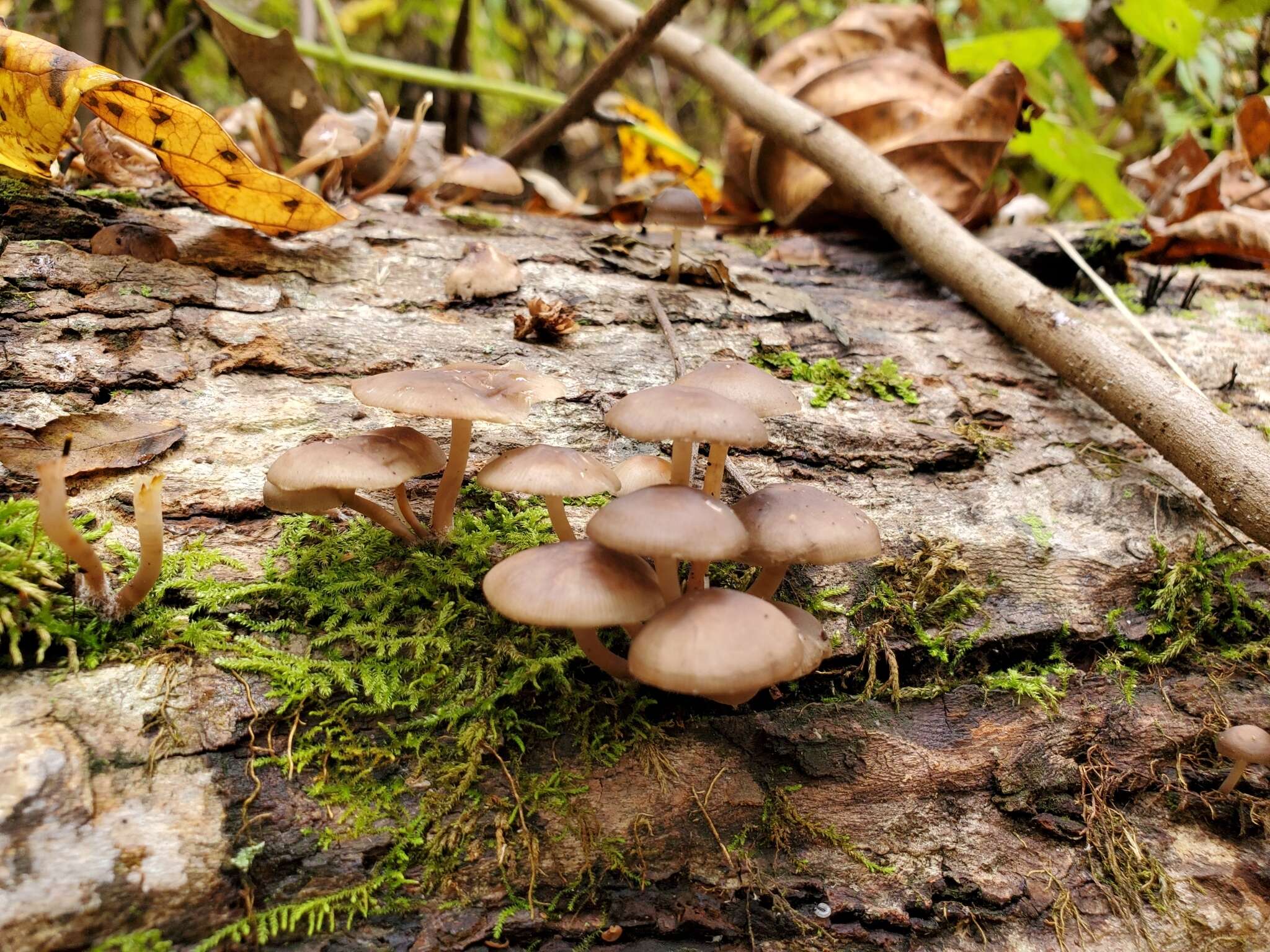 Image of Mycena semivestipes (Peck) A. H. Sm. 1947