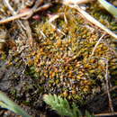 Image of Kozlov's pterygoneurum moss