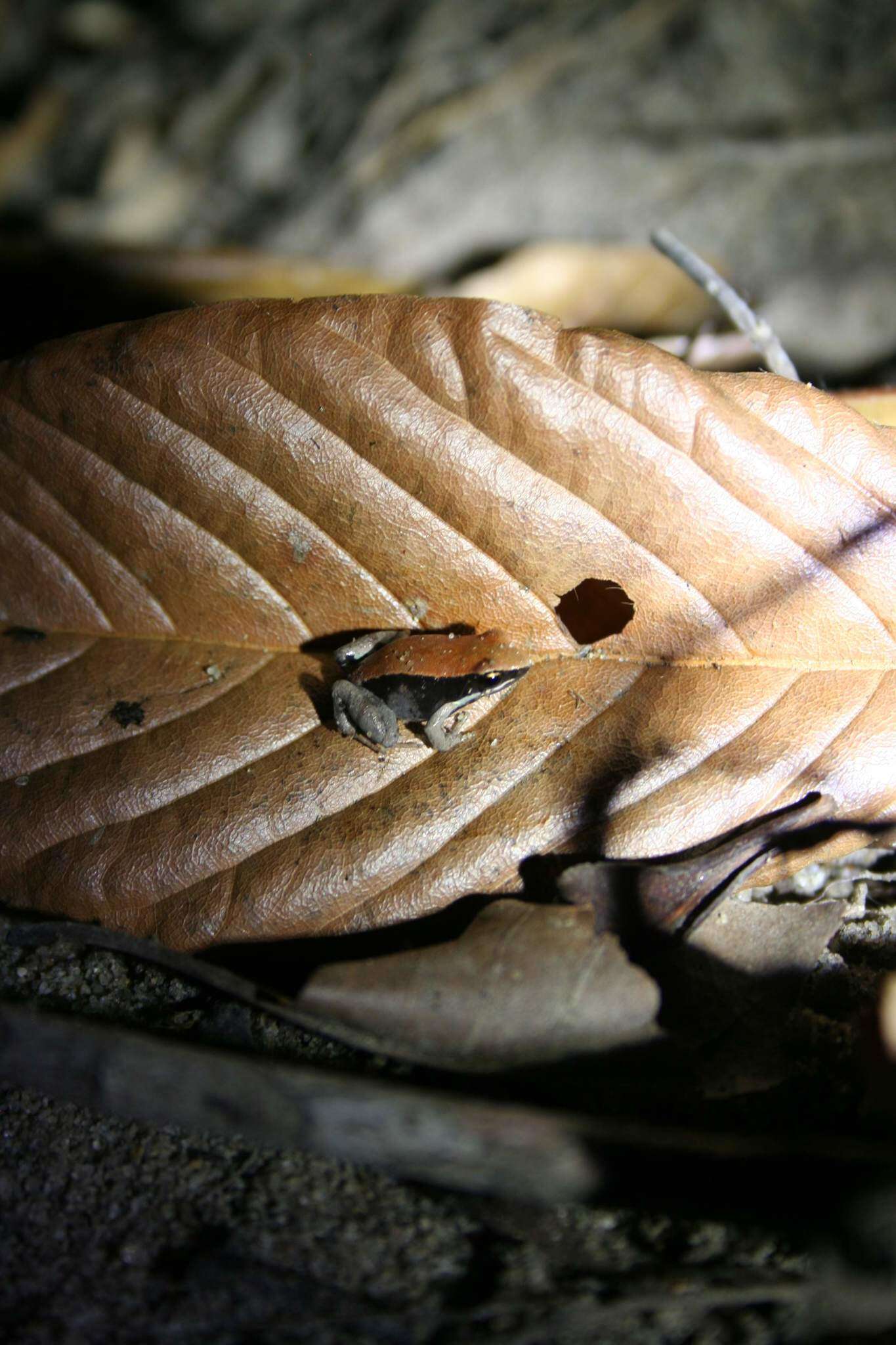 Image of Betsileo Golden Frog