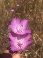 Plancia ëd Clarkia lewisii P. H. Raven & D. R. Parnell