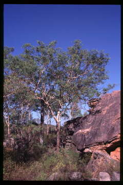 Image of Eucalyptus gigantangion L. A. S. Johnson & K. D. Hill