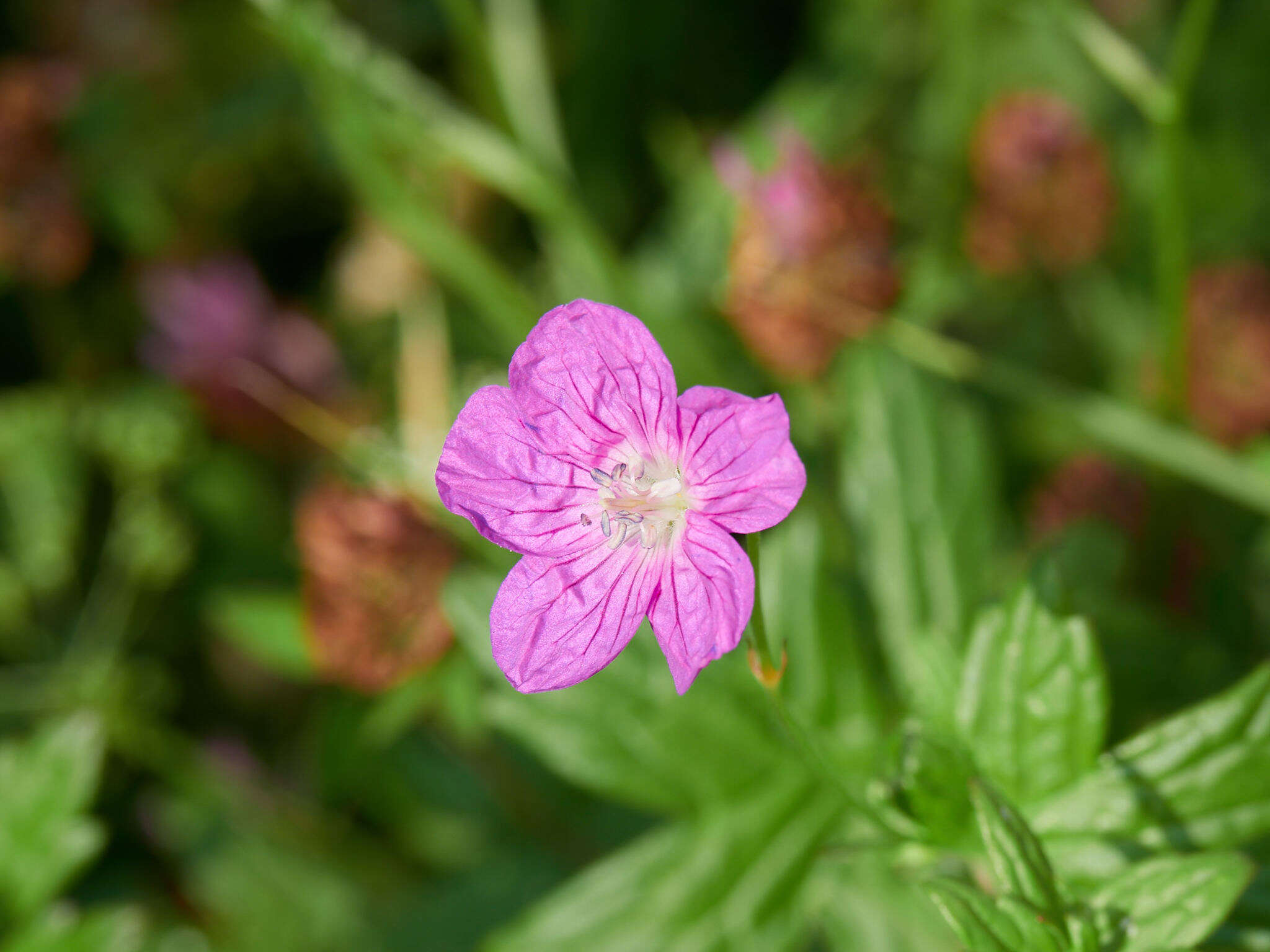 Imagem de Geranium palustre L.