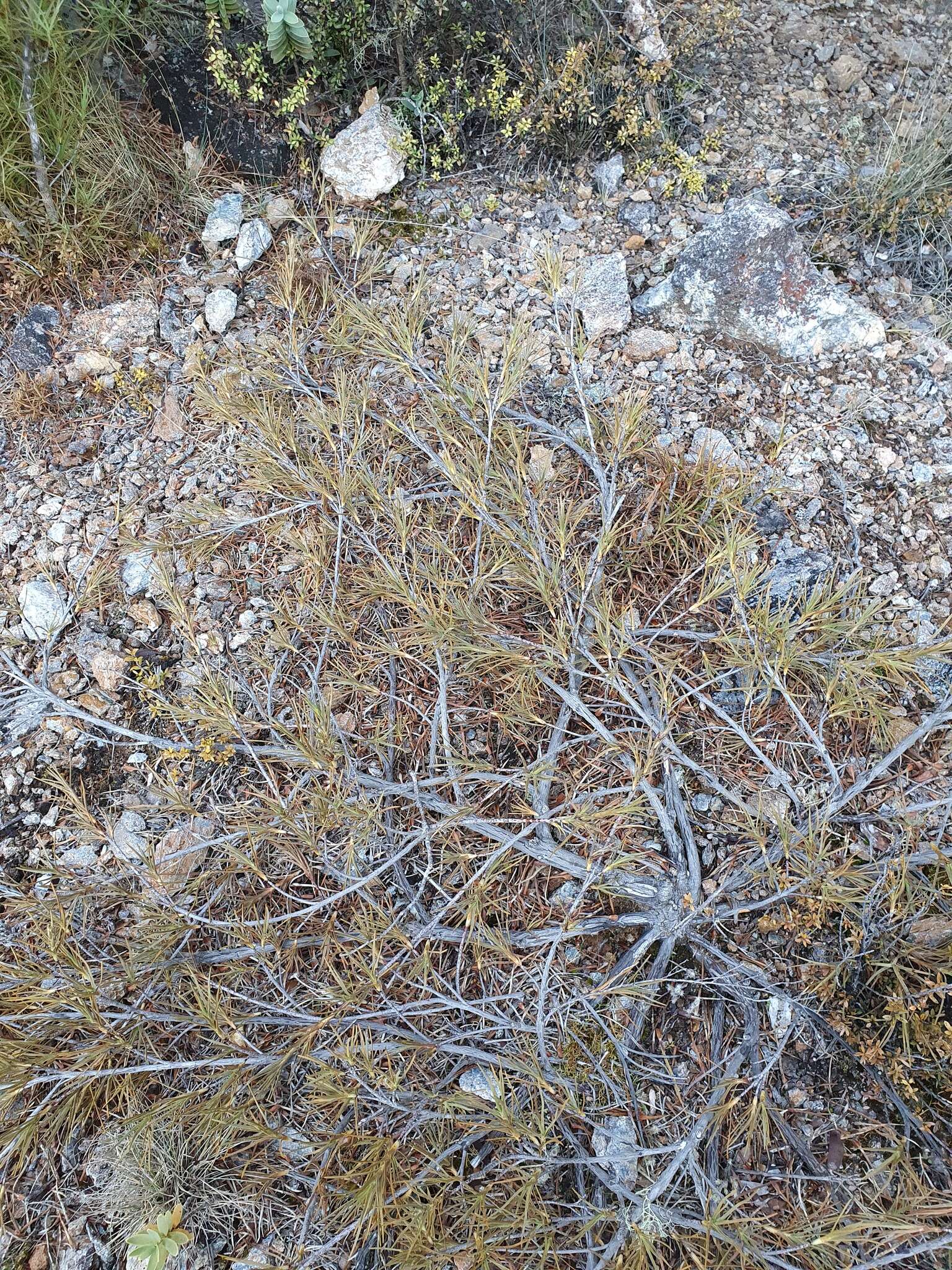 Image de Dracophyllum ophioliticum S. Venter