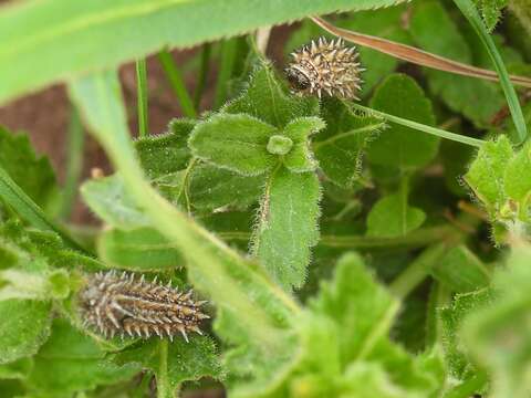 Imagem de Melitaea britomartis Assmann 1847