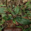 Image of Cyperus sciaphilus Cherm.