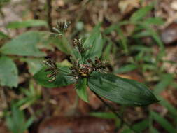 Image of Cyperus sciaphilus Cherm.