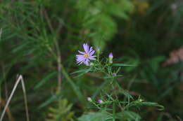 Image of Robyns' American-Aster