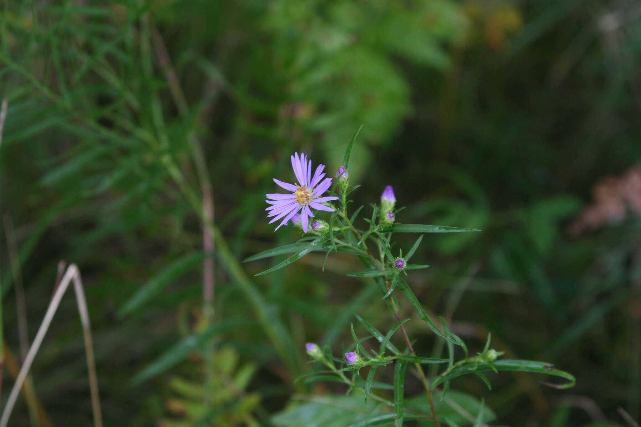 Image of Robyns' American-Aster