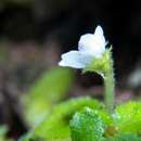 Image of Phinaea multiflora C. V. Morton