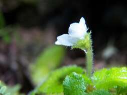 Image of Phinaea multiflora C. V. Morton