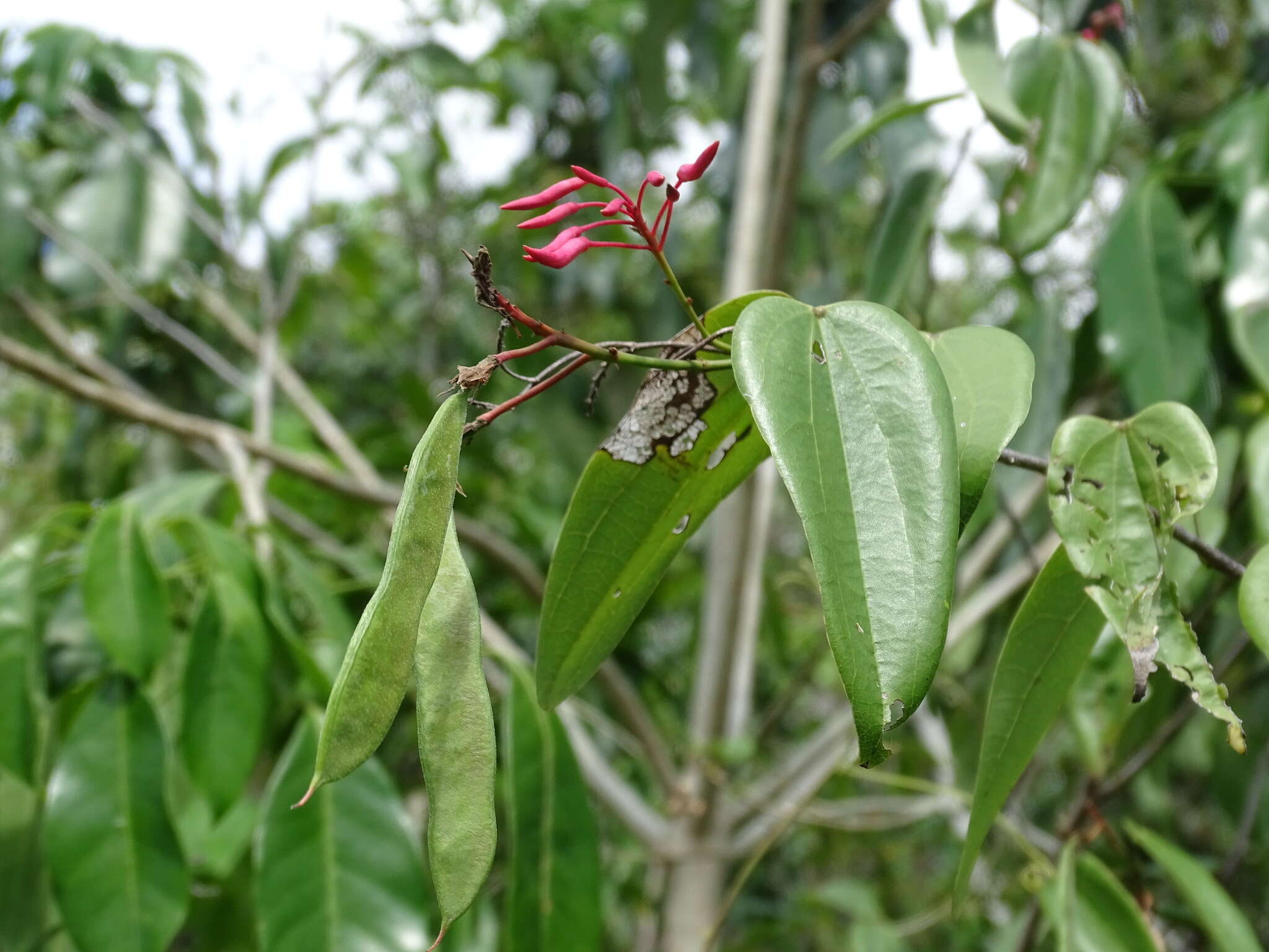 Image of Bauhinia jenningsii P. Wilson