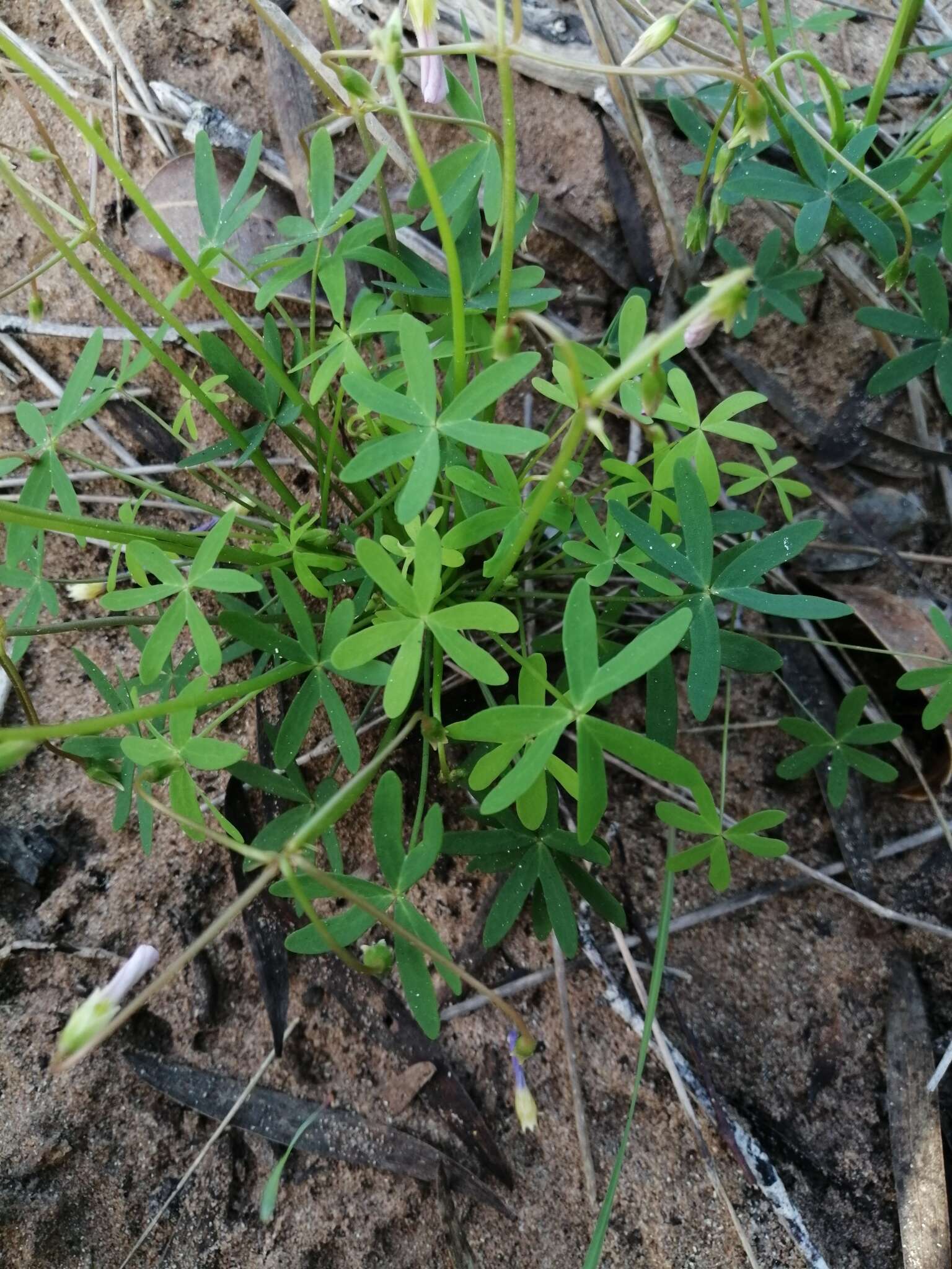 Sivun Oxalis stellata Eckl. & Zeyh. kuva