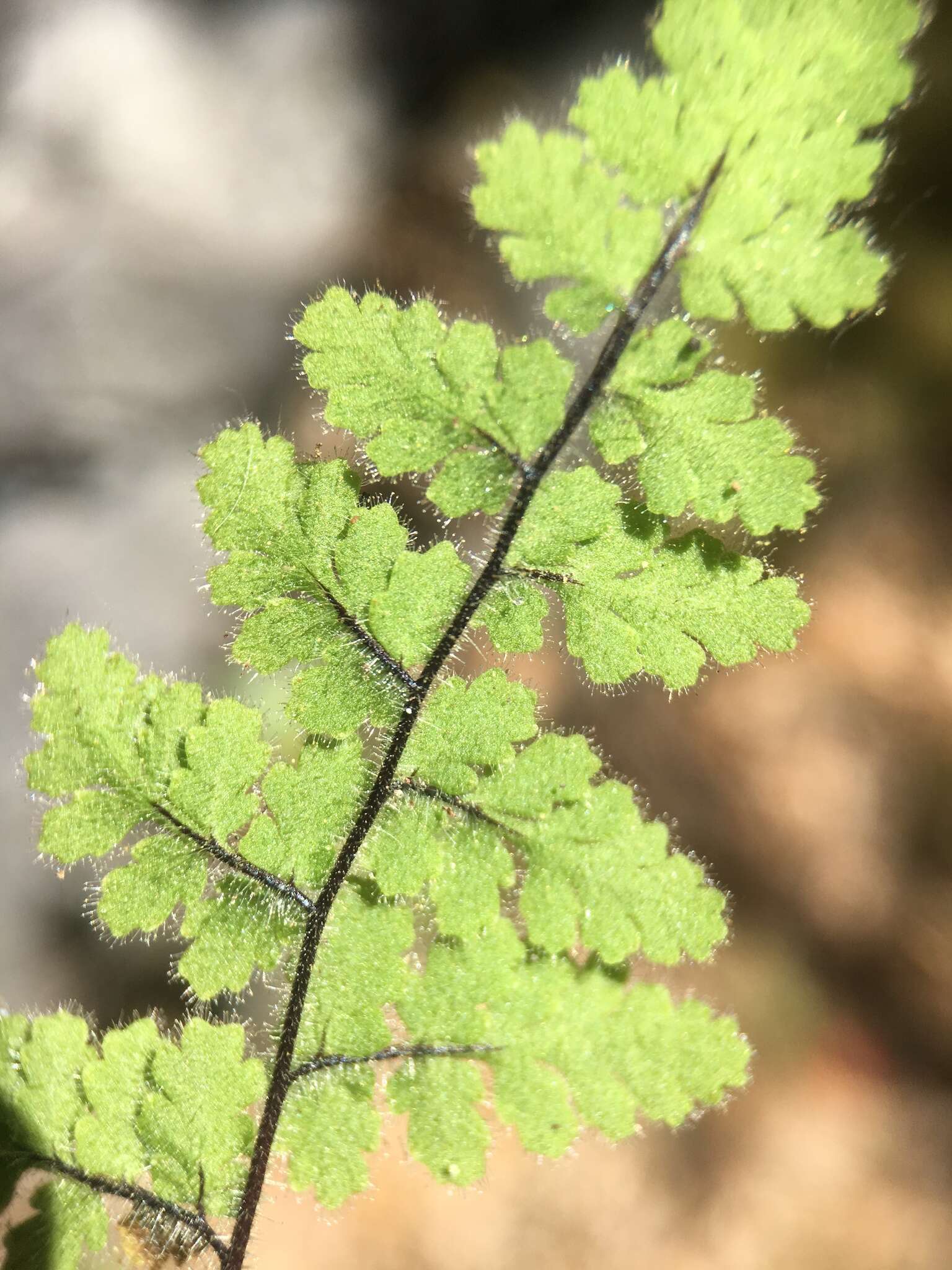 Sivun Myriopteris cooperae (D. C. Eat.) Grusz & Windham kuva