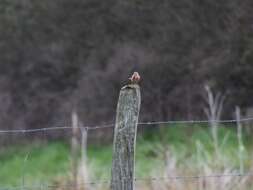 Image of Linnets