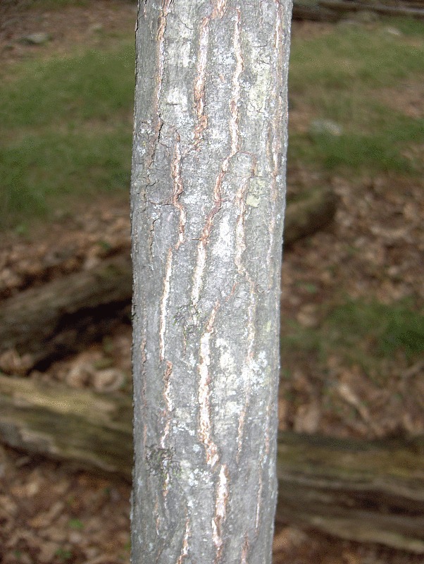 Image of striped maple