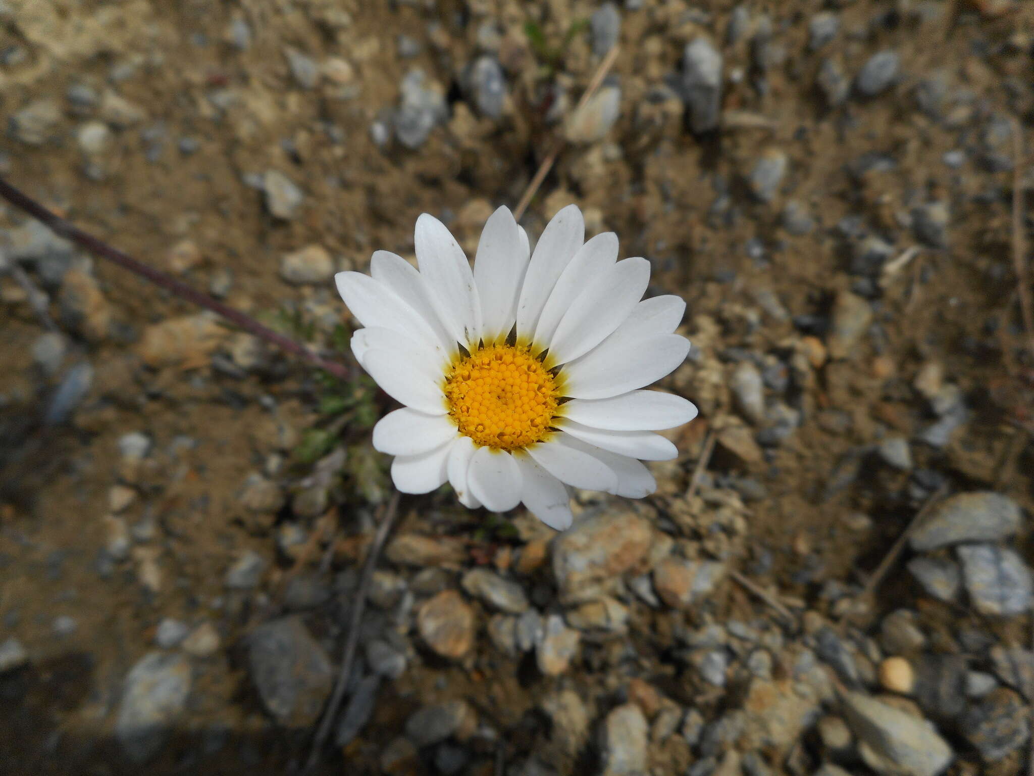 Слика од Leucanthemopsis