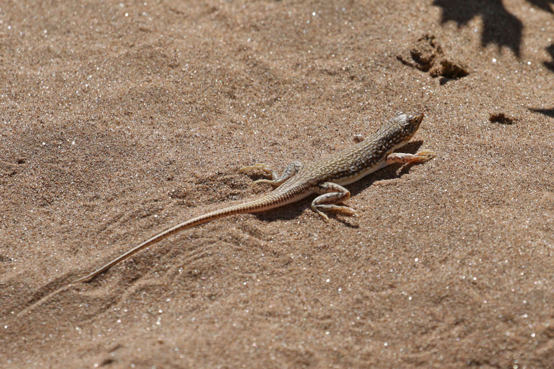 Image of Wedge-snouted Desert Lizard