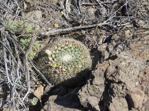 Imagem de Mammillaria meiacantha Engelm.