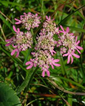 Image of Heracleum austriacum L.