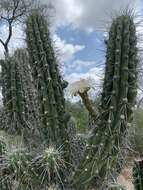 Image of Toothpick Cactus