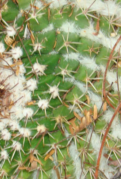 Image de Mammillaria mystax Mart.