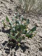 Image of clay sand verbena