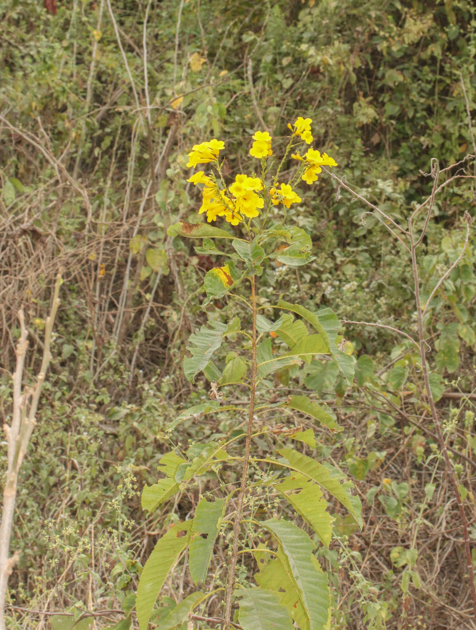 Image of chestnutleaf trumpetbush