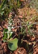 Image of Lachenalia undulata Masson ex Baker