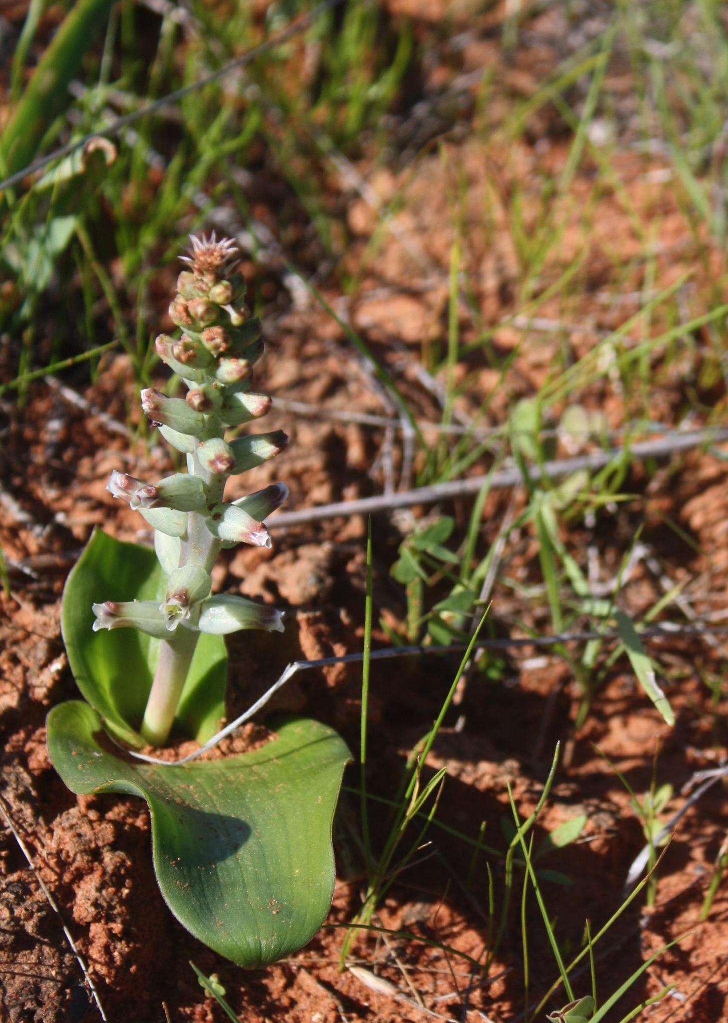 Image of Lachenalia undulata Masson ex Baker