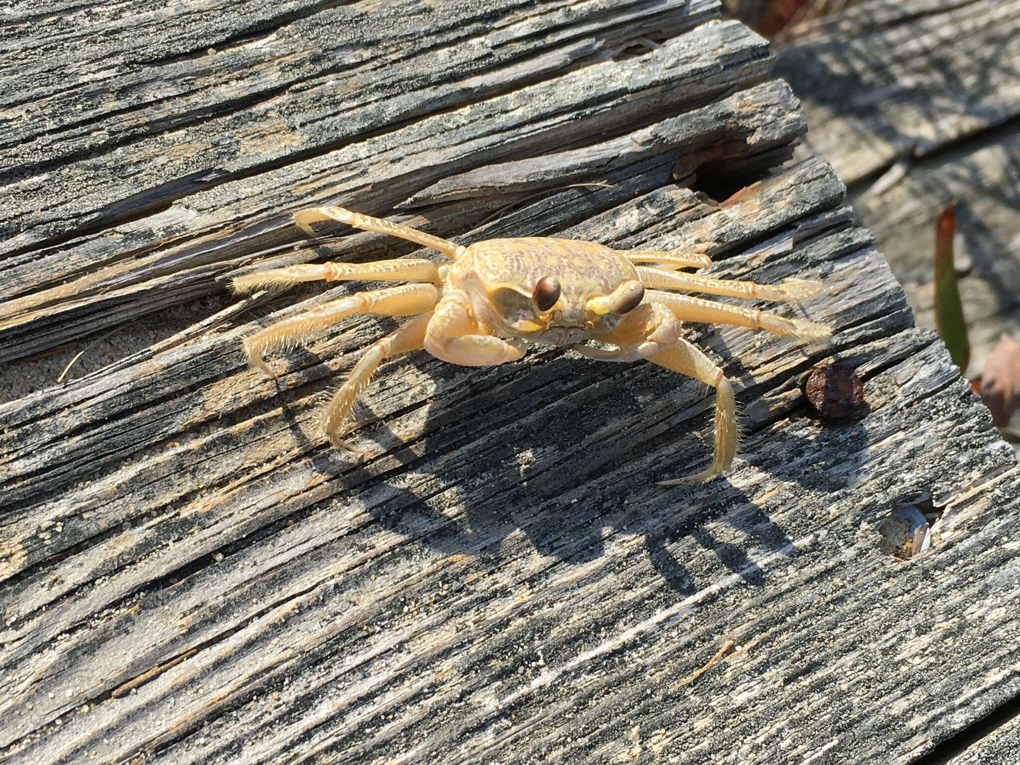 Image of Atlantic Ghost Crab