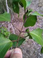 Imagem de Clerodendrum floribundum R. Br.