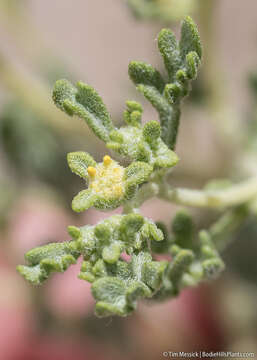 Image of Nevada sumpweed